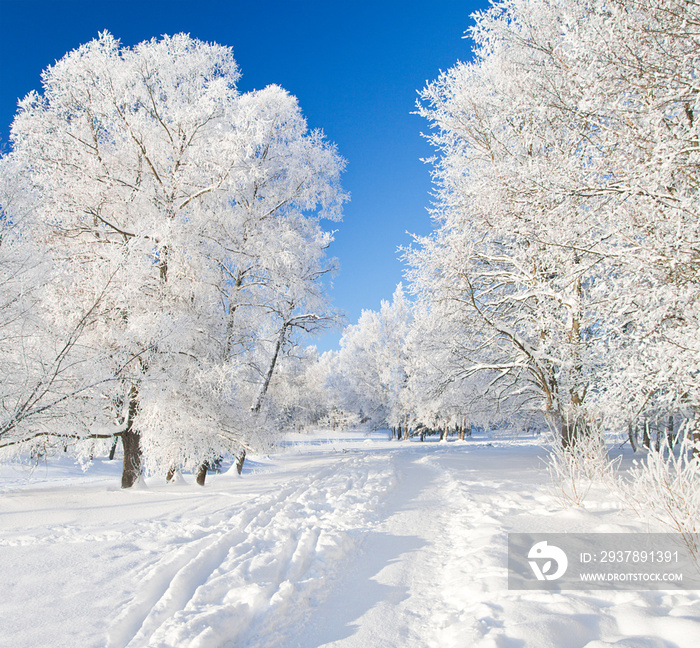 雪中的冬季公园