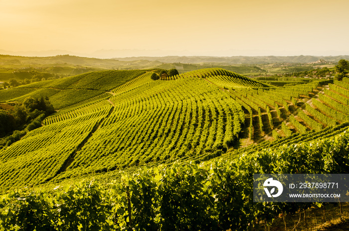 Vigneti al tramonto nelle Langhe