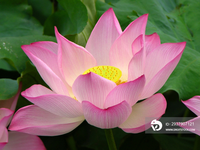 中国杭州西湖的粉红莲花