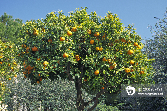 Orangenbaum bei Diano Castello