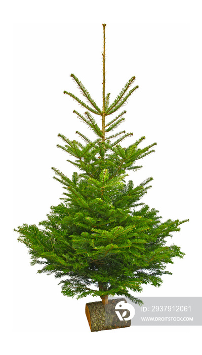 Sapin de Noël Nordmann