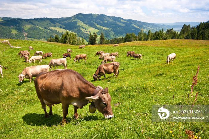 Kuhweide im Allgäu, Bayern