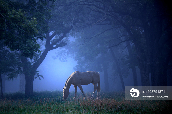 蓝雾中的白马