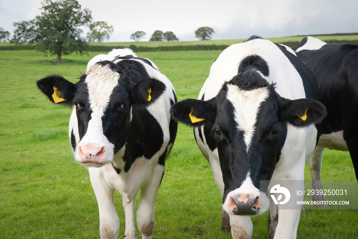 Dairy farm cows in UK