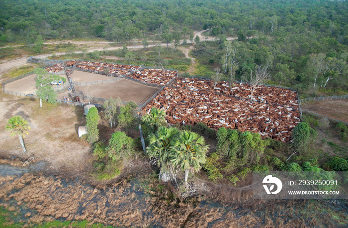 mustering braham cattle  on the flood plains near the gulf of Carpentaria North Queensland, Australia.