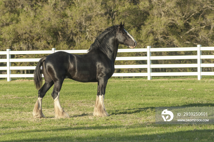 Shire Draft horse stallion standing profile in paddock