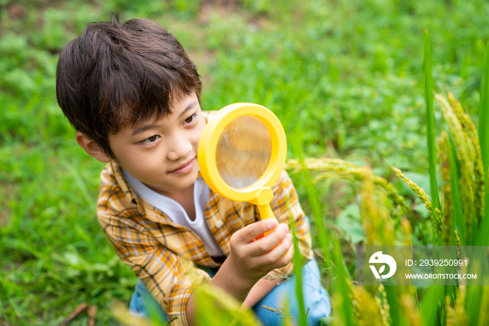 小男孩拿着放大镜观察植物