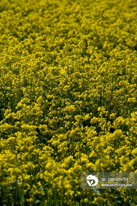 青海省油菜花