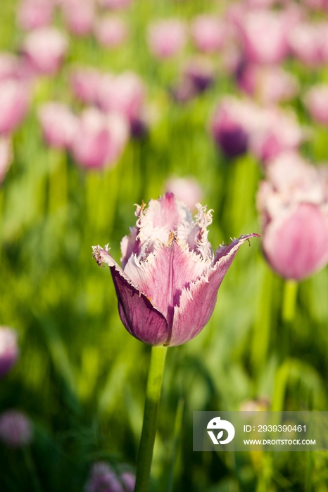 北京中山公园内的鲜花