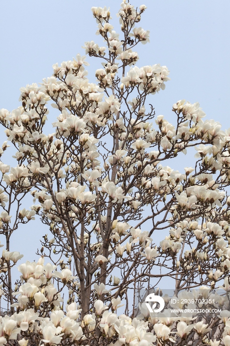 玉兰花