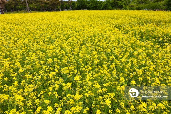 韩国济州岛油菜花