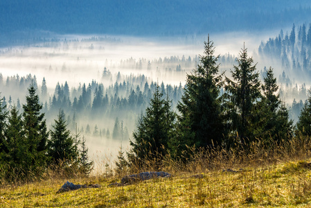 多雾的罗马尼亚山区的针叶林